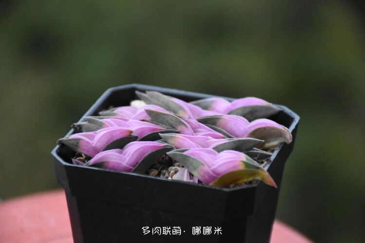 多肉红红火火贺新年