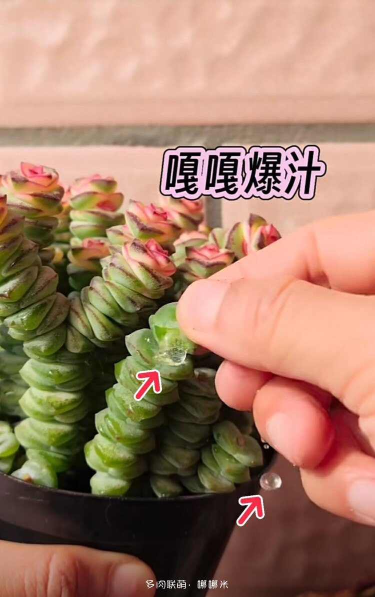 养多肉走过的弯路