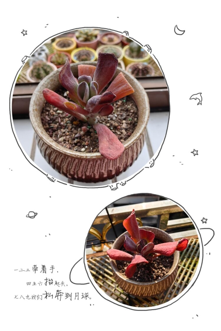 养多肉走过的弯路