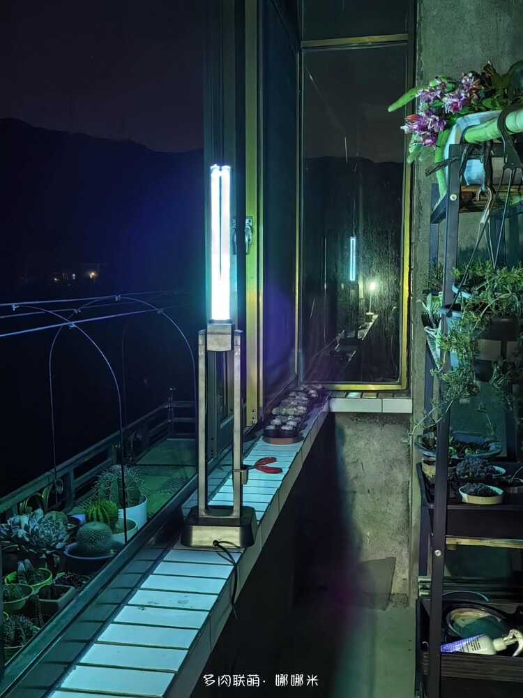 养多肉走过的弯路