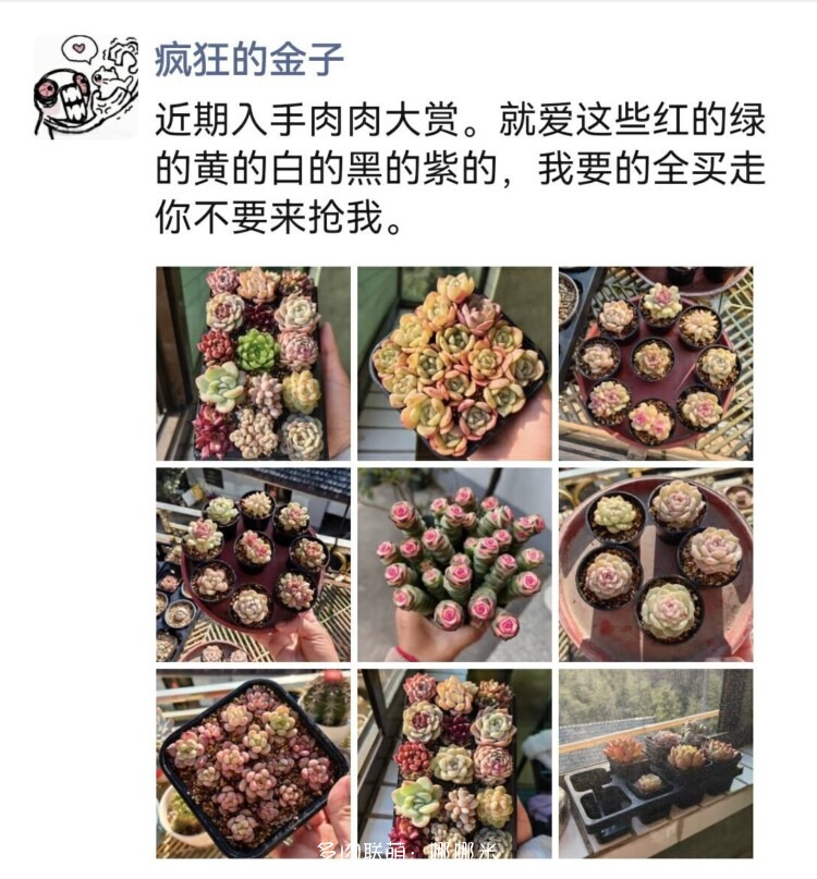 养多肉走过的弯路