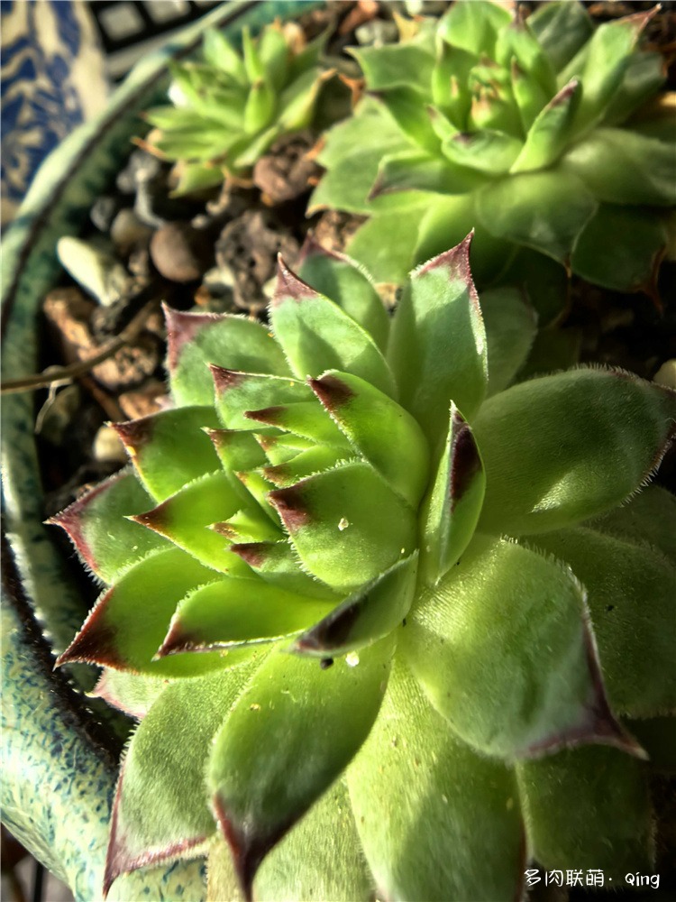 长生草
