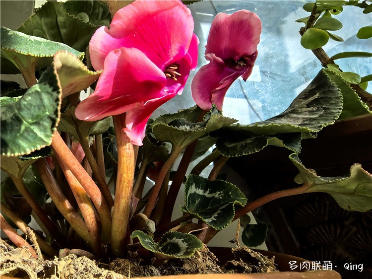 仙客来，号称兔子花