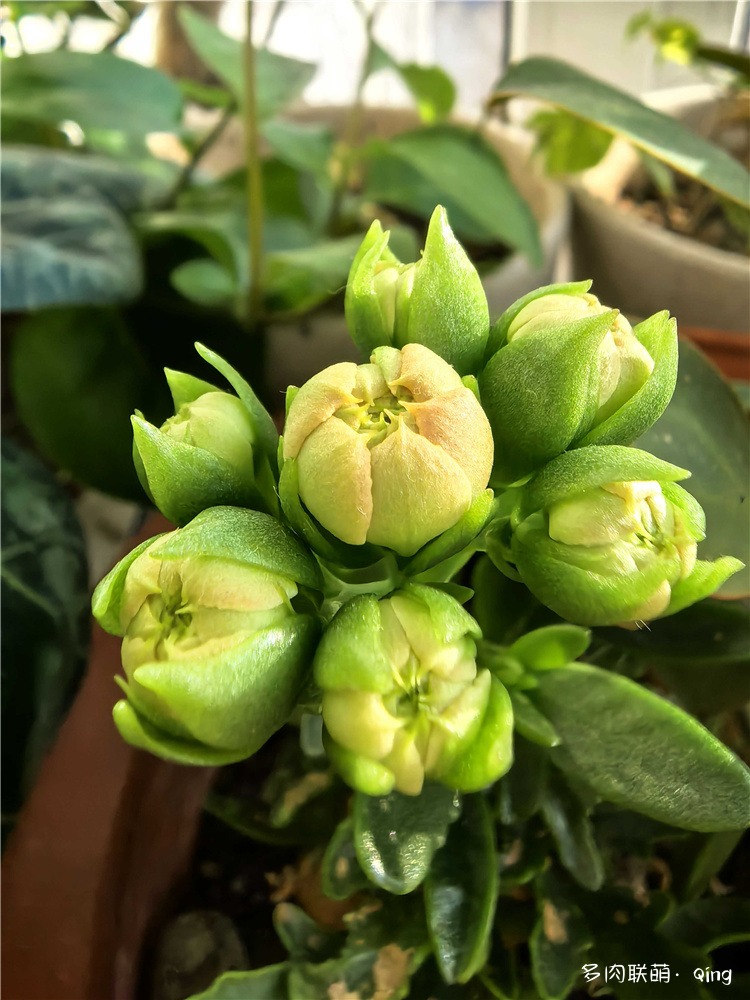 长寿花