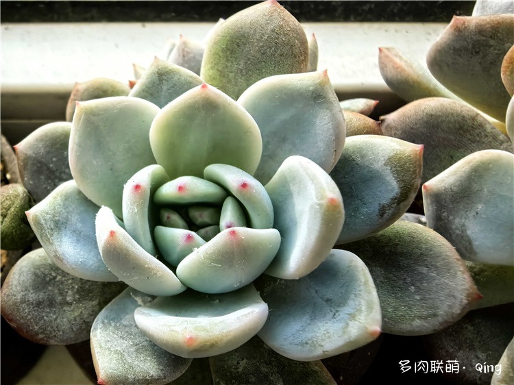 橙梦露