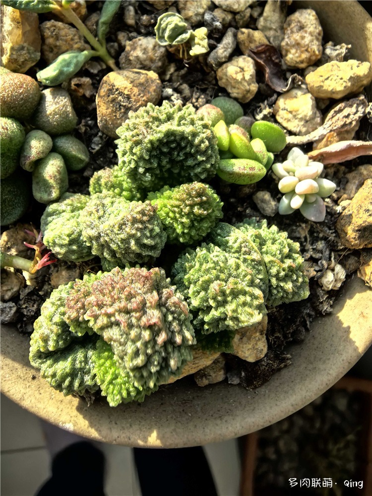 水泡