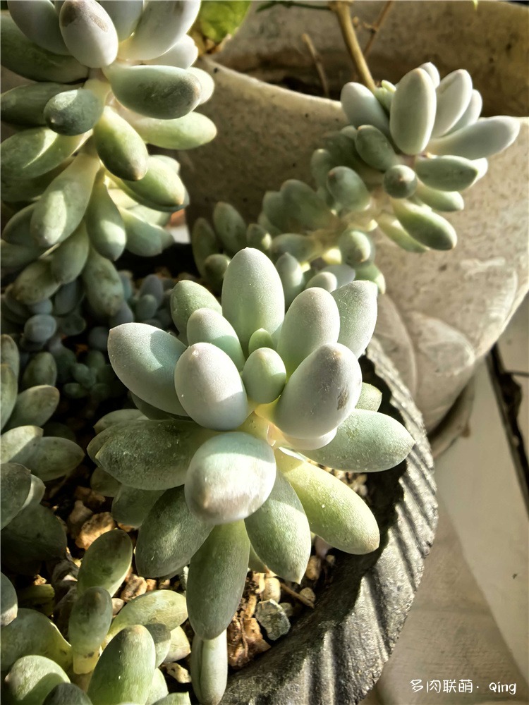 婴儿手指