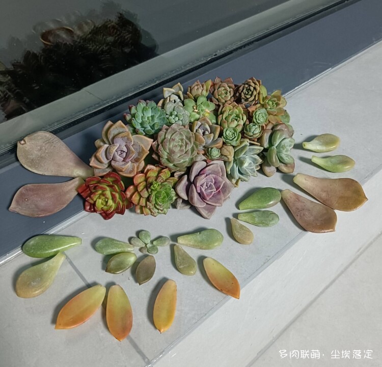 云南昆明多肉随拍