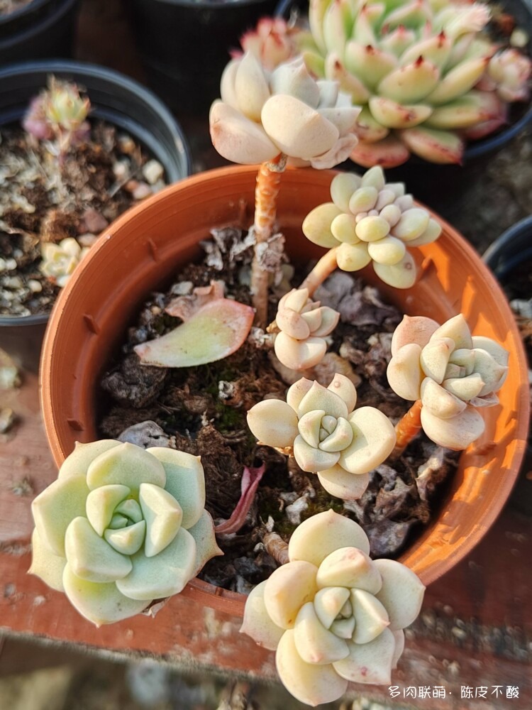 广东冬天露养的多肉