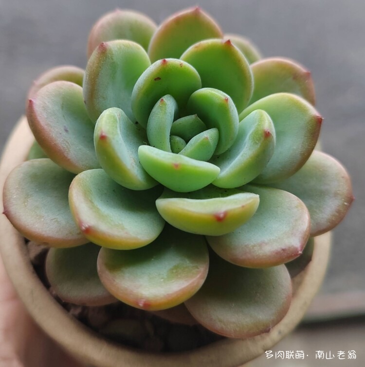 心存美好的多肉