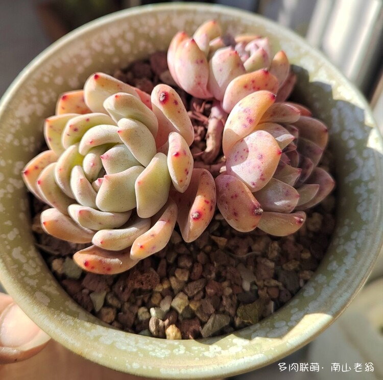 心存美好的多肉