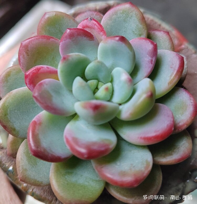 心存美好的多肉