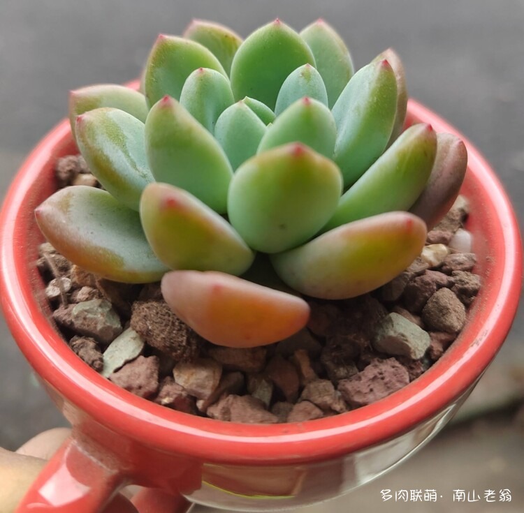 心存美好的多肉