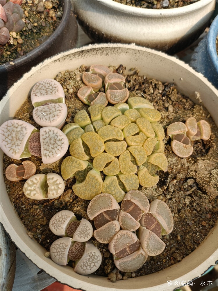 生石花