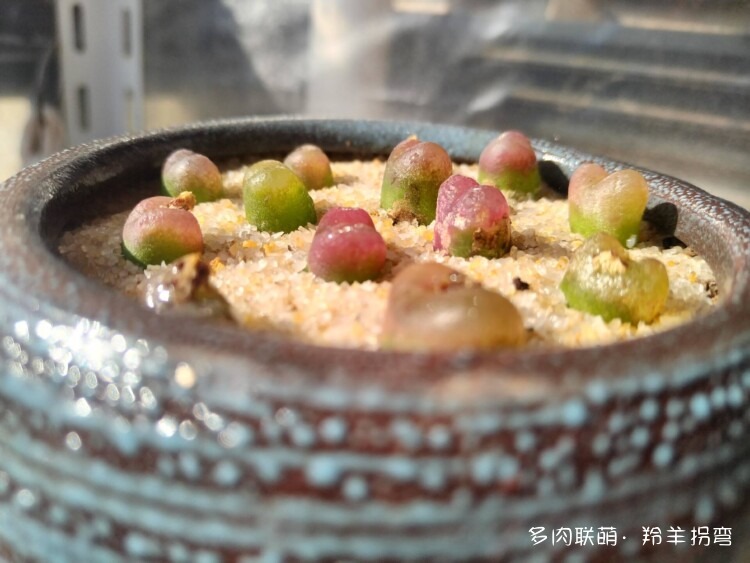 五彩糖豆毛汉尼
