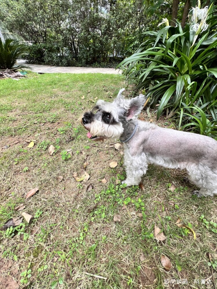 自己养的多肉和意大利看得多肉