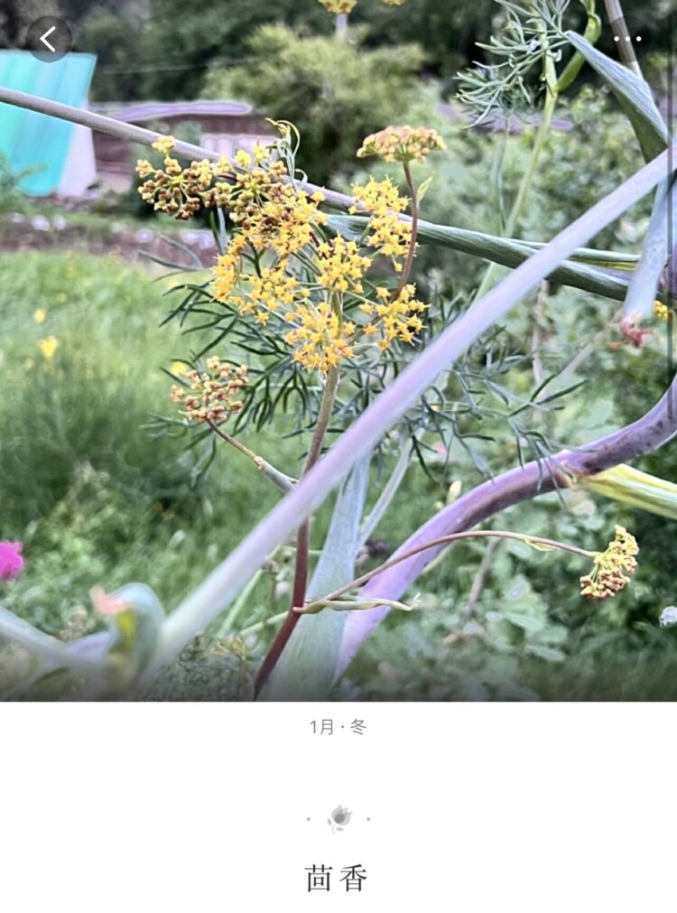 自己养的多肉和意大利看得多肉