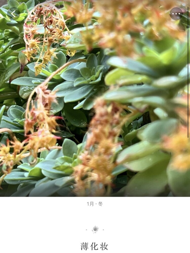 自己养的多肉和意大利看得多肉