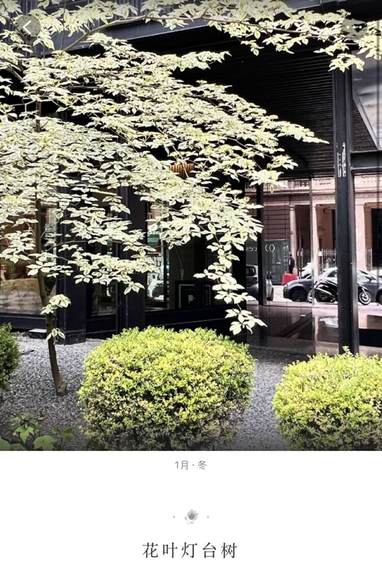 自己养的多肉和意大利看得多肉