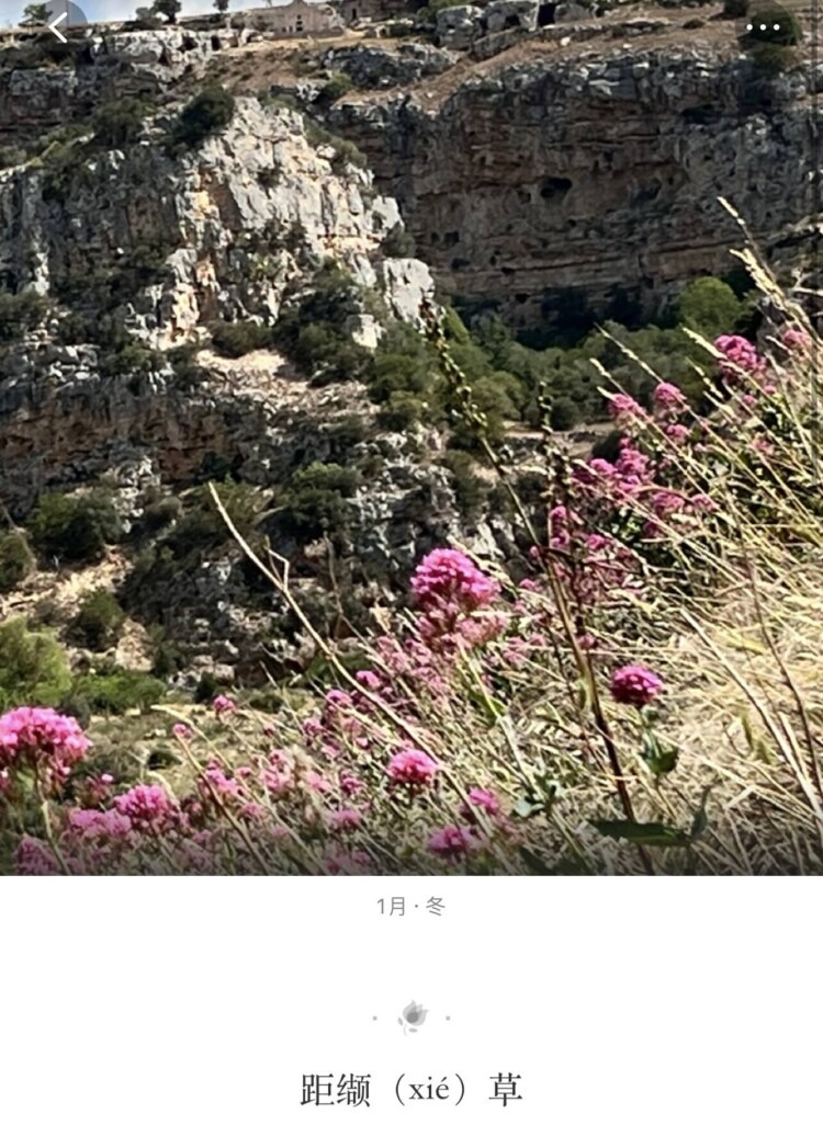 自己养的多肉和意大利看得多肉