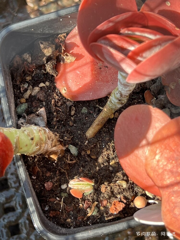 自己养的多肉和意大利看得多肉