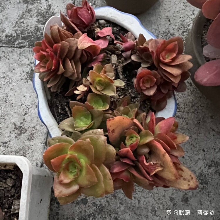 自己养的多肉和意大利看得多肉