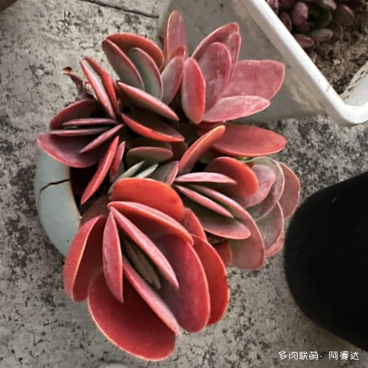 自己养的多肉和意大利看得多肉