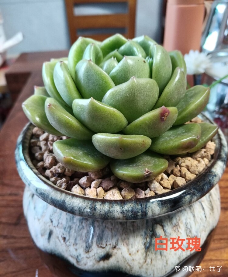 春天多肉正好看