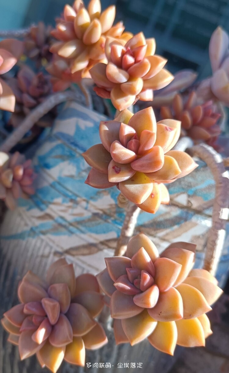 昆明随拍多肉