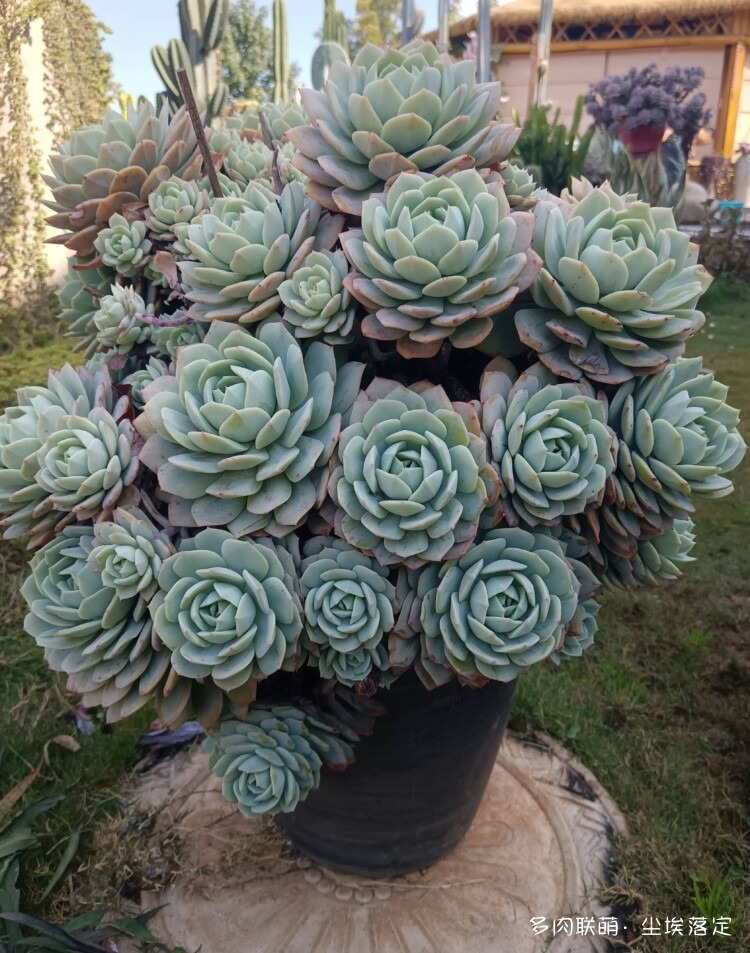 云南邂逅小镇邂逅多肉