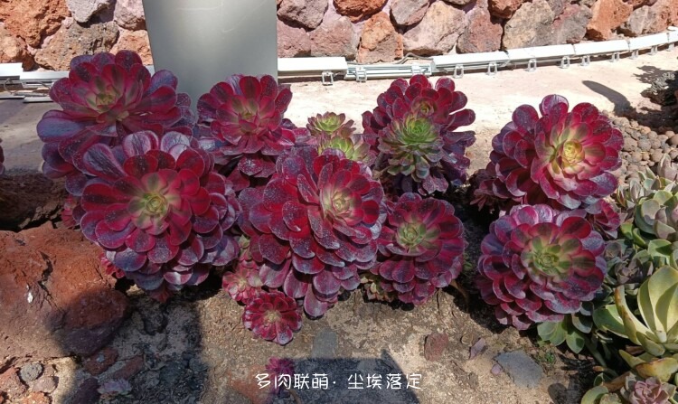 昆明随拍多肉