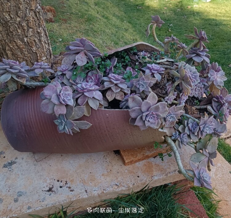 昆明随拍多肉