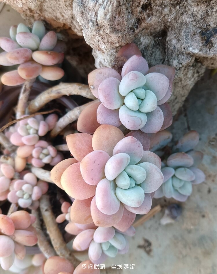昆明随拍多肉