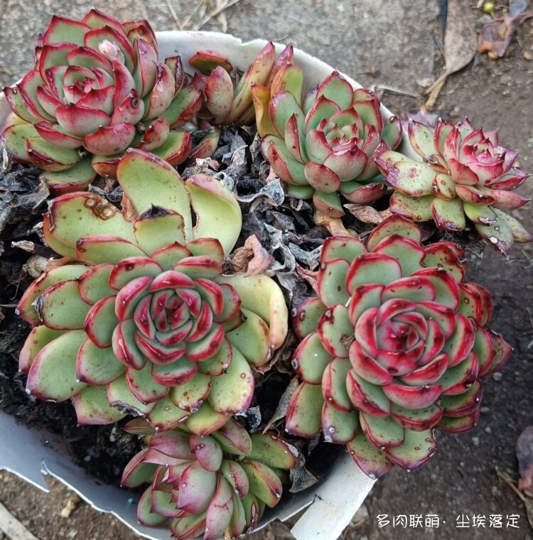 云南邂逅小镇邂逅多肉