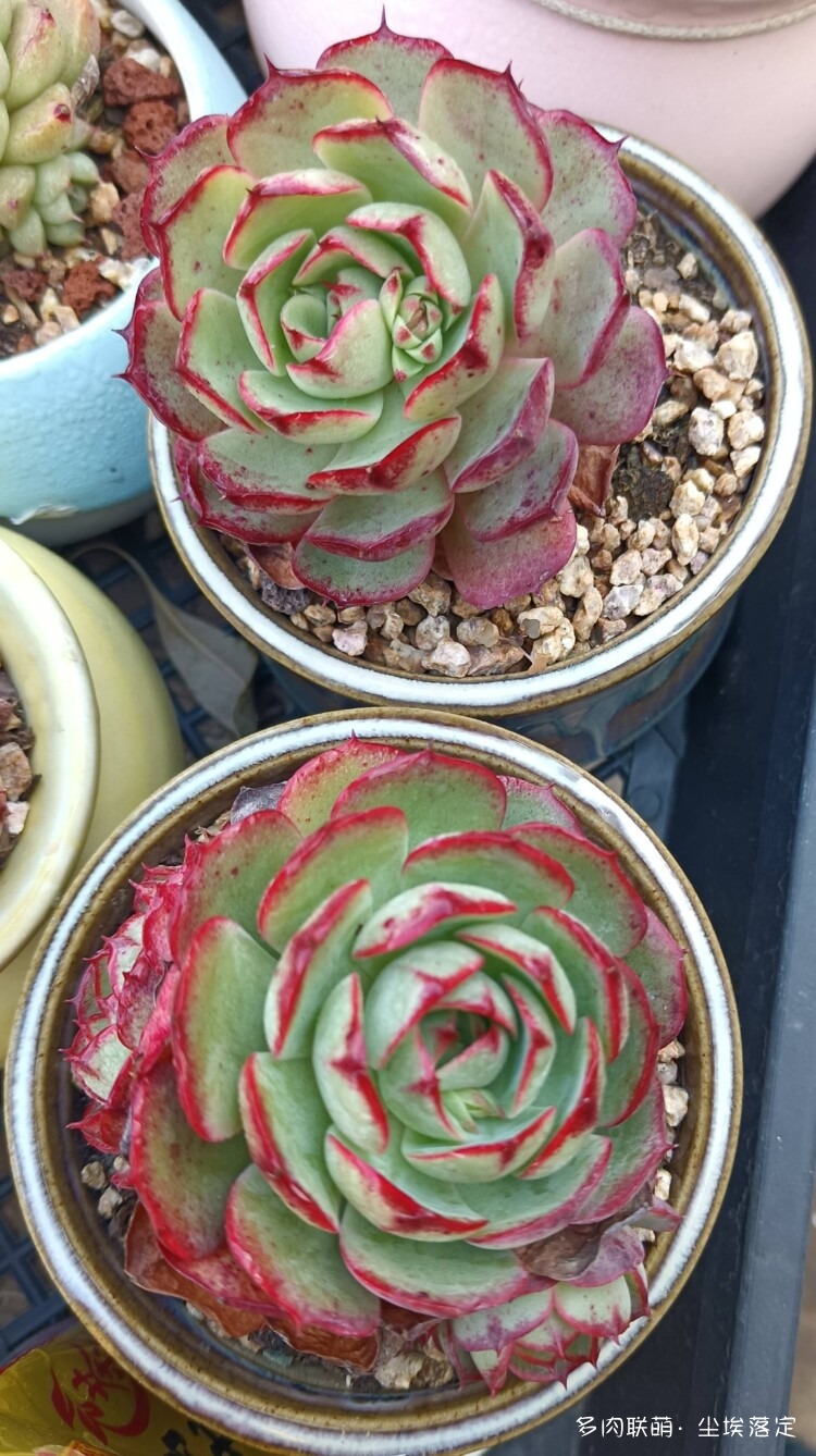 云南邂逅小镇邂逅多肉