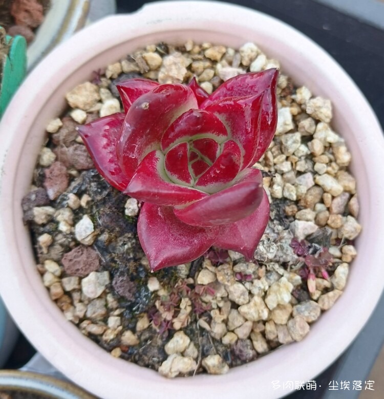 云南邂逅小镇邂逅多肉