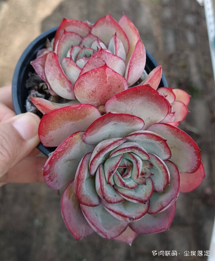 云南邂逅小镇邂逅多肉