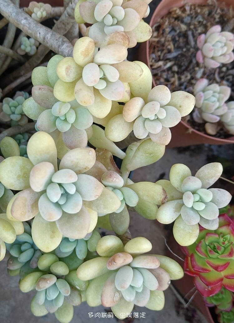 昆明随拍多肉