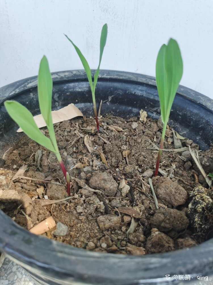 播种看多肉