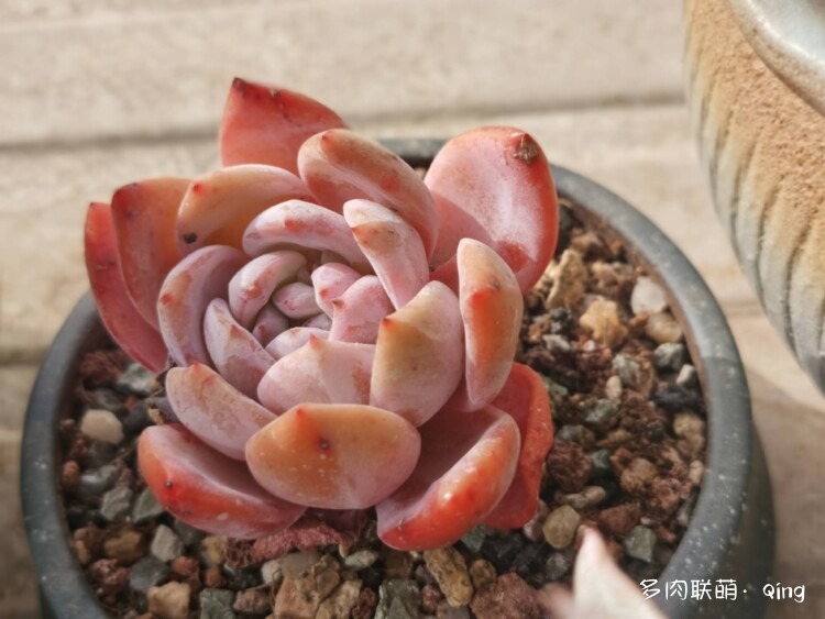 播种看多肉