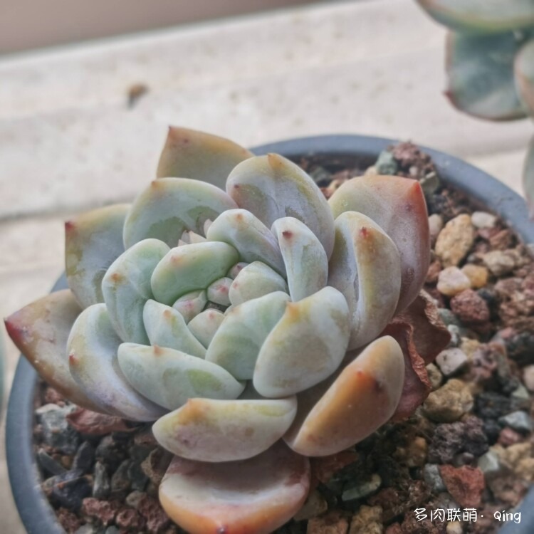 播种看多肉