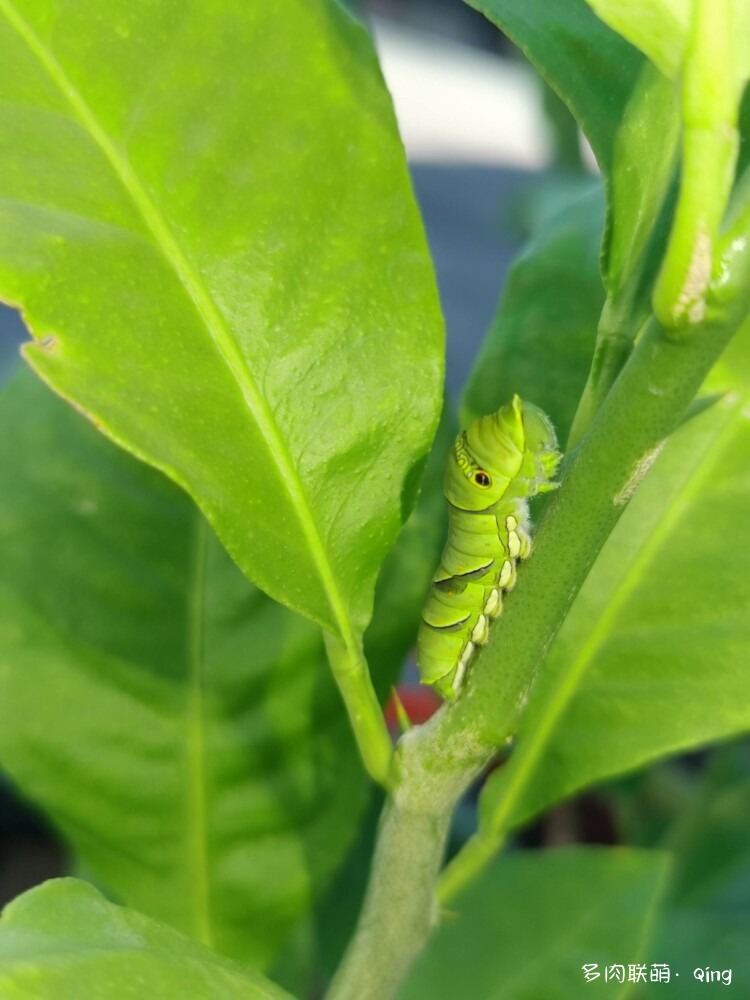 播种看多肉