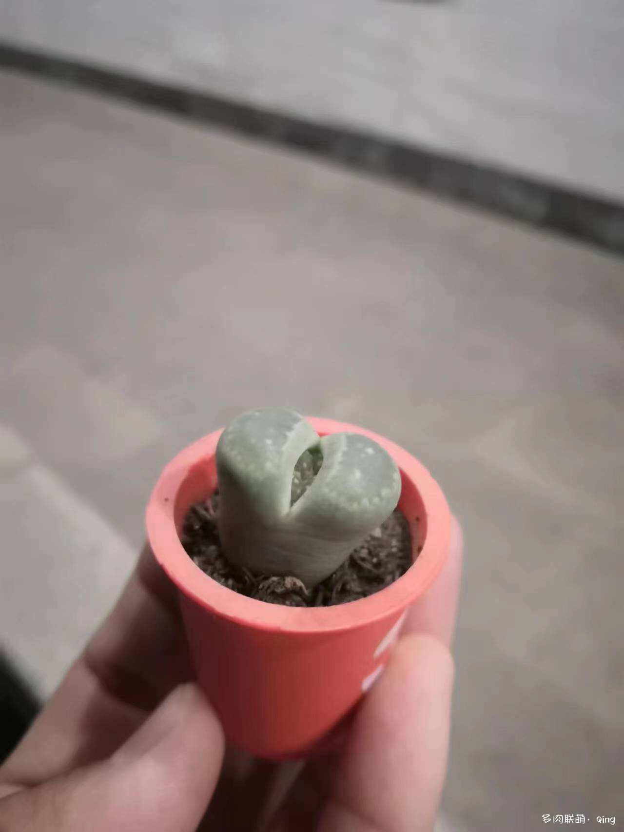 播种看多肉