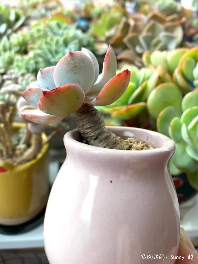 白凤
