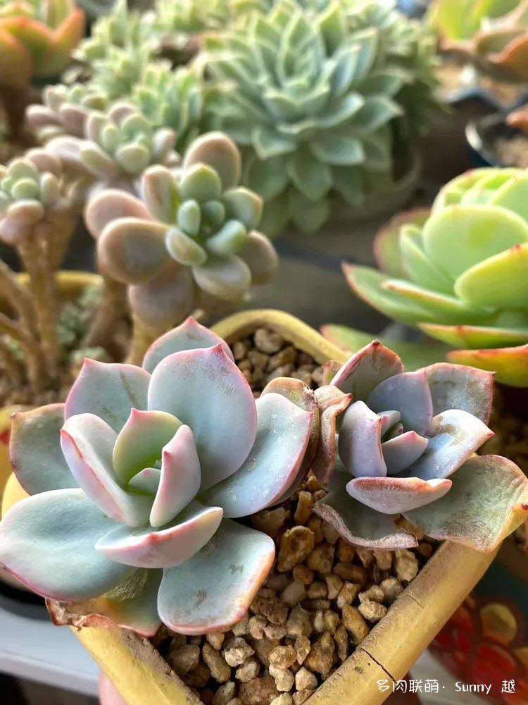 白凤