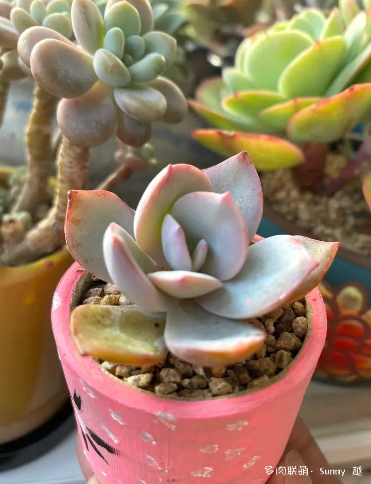 白凤