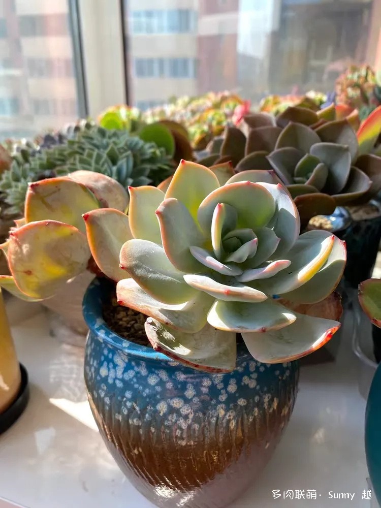 白凤