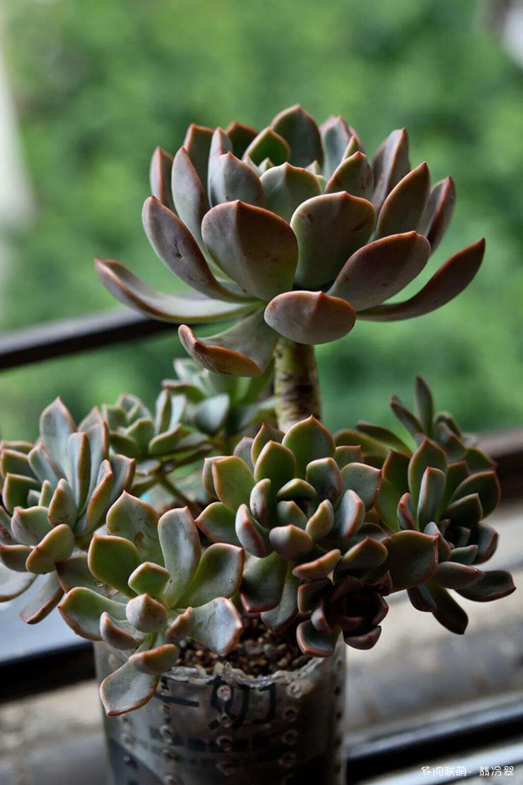 活下来好养的多肉植物