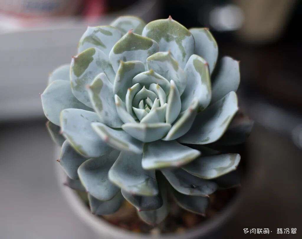 活下来好养的多肉植物
