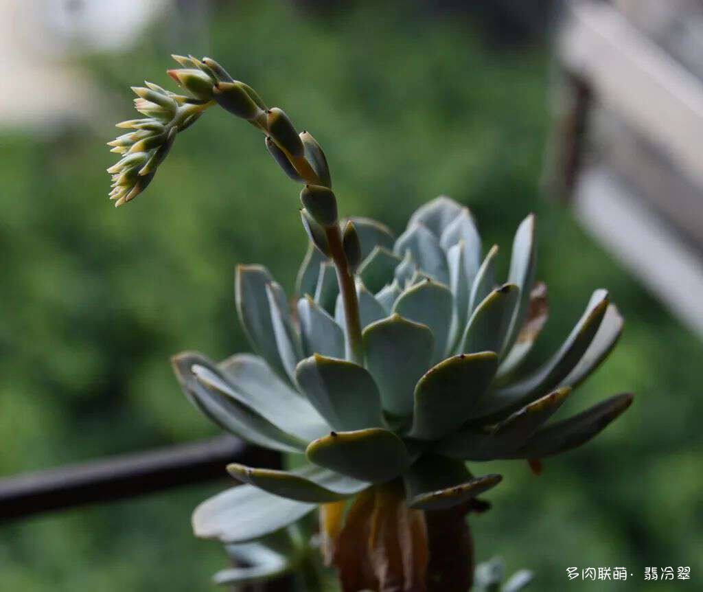 活下来好养的多肉植物